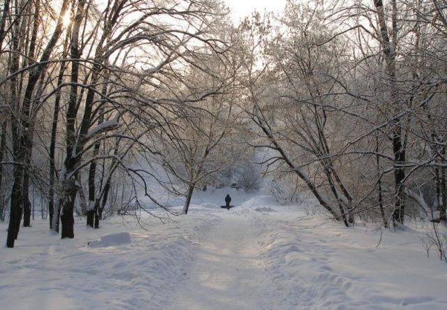 Лесопарк в Харькове