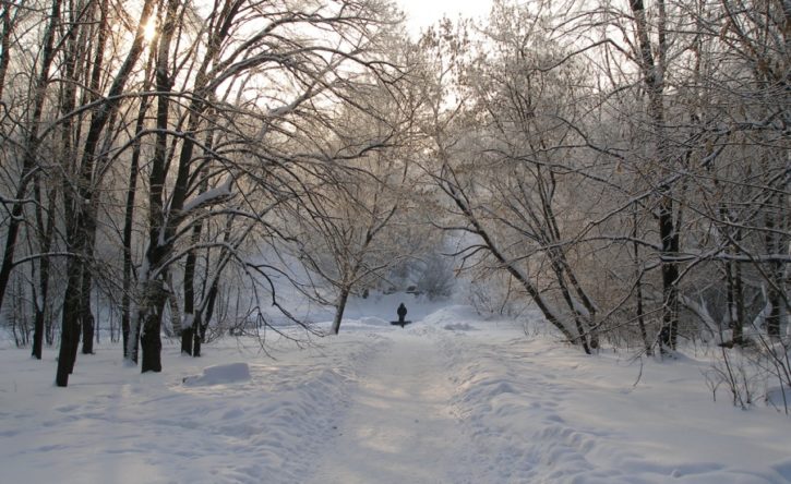 Лесопарк в Харькове