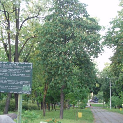 Парк «Таращанець» в Киеве