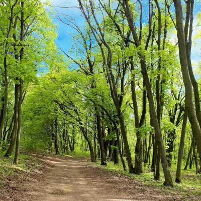 Логотип: Лысая гора Лесопарк в Киеве
