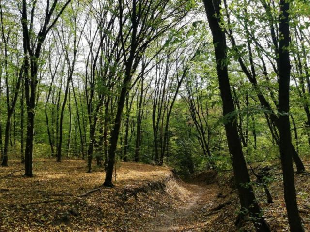 Голосеевский Парк имени М.Т.Рыльского в Киеве