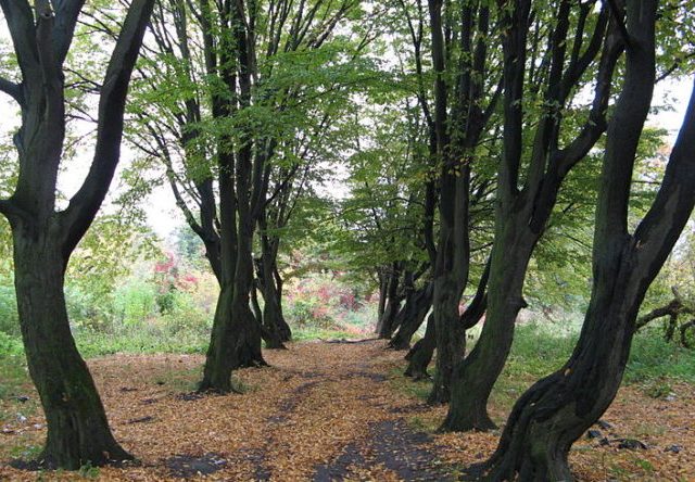 Park ymeny 700-letyya of Lviv in Lviv