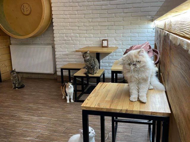 Кафе Cat Cafe (Кэт Кафе) во Львове