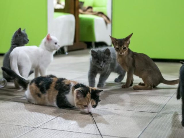 Кафе Cat Cafe (Кэт Кафе) во Львове