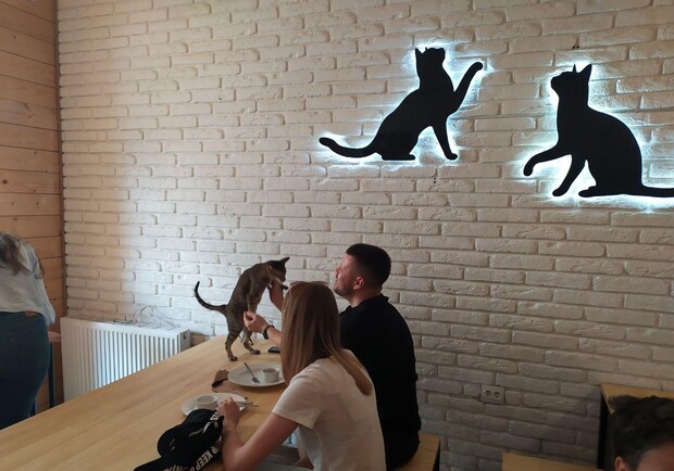 Кафе Cat Cafe (Кэт Кафе) во Львове
