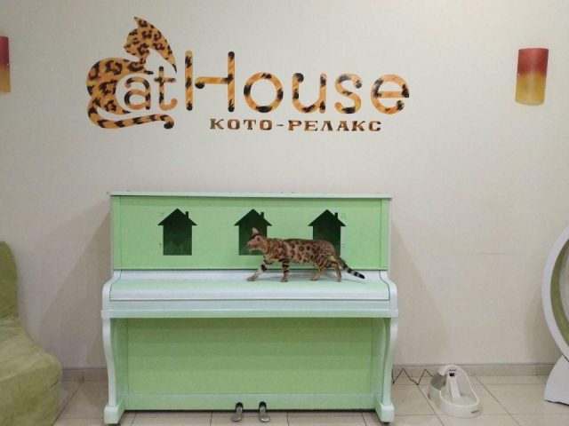 Кафе Антикафе/коворкинг Cat House | просп. Олександра Поля, 135
