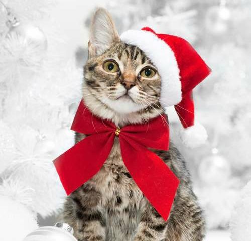 Кафе Cat Cafe | пл. Генерала Петра Григоренка, 1-А