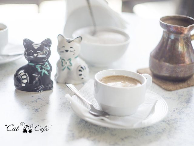 Кафе Cat Cafe | вул. Павла Скоропадського
