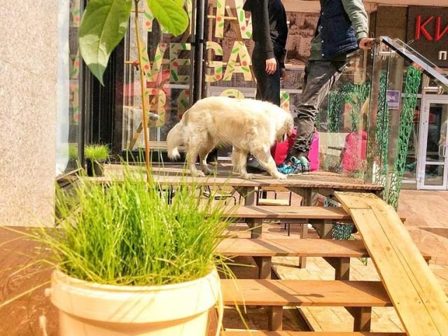 Кафе Vegano Boom Store | вул. Богдана Хмельницького