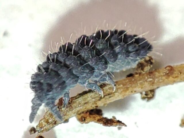 Liniia Arpada