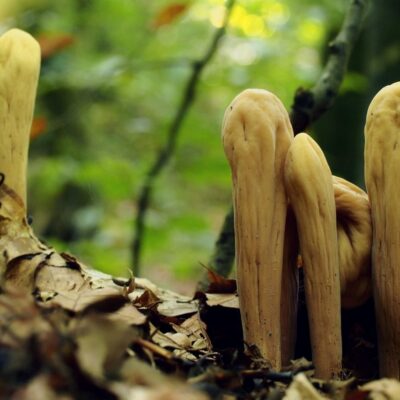 Карстовий міст, Малая Уголька, Закарпатська область