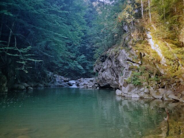 Блакитна лагуна, Черноголова