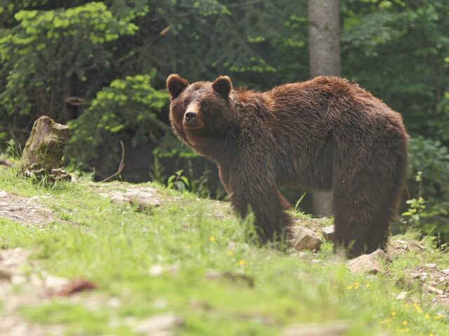 Waterfall Kam’yanka (Synevyr)
