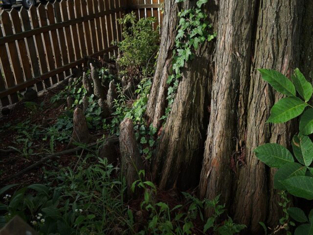 Dendropark Laudona — photo 4