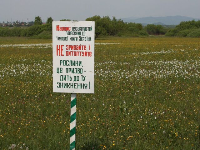 Dolyna Nartsysiv — photo 4