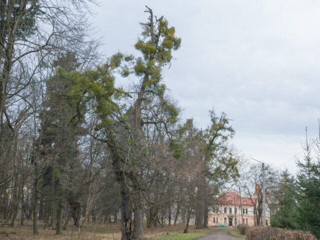 Церковь Зіслання Cв. Духа, с. Подгорцы — фото 6