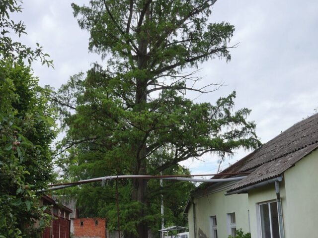 Dendropark Laudona