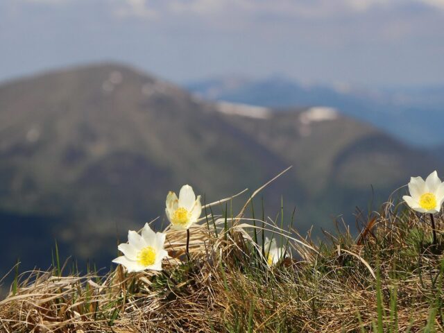 Mount Hoverla